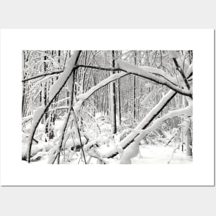 Snow covered trees in a forest after a winter snowstorm Posters and Art